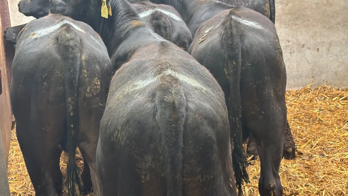 5 Quality Angus Bull Wealings - Image 3