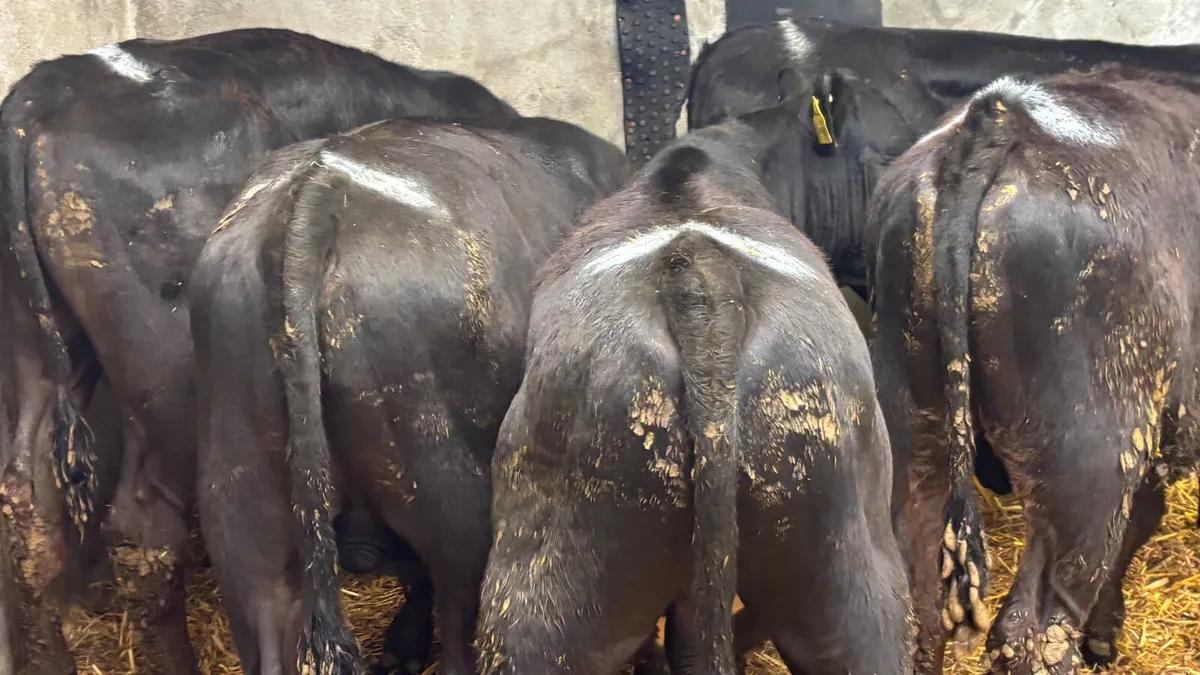 5 Quality Angus Bull Wealings - Image 2