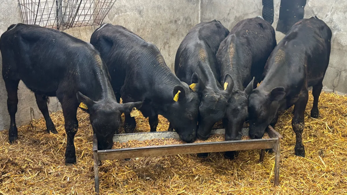 5 Quality Angus Bull Wealings - Image 1