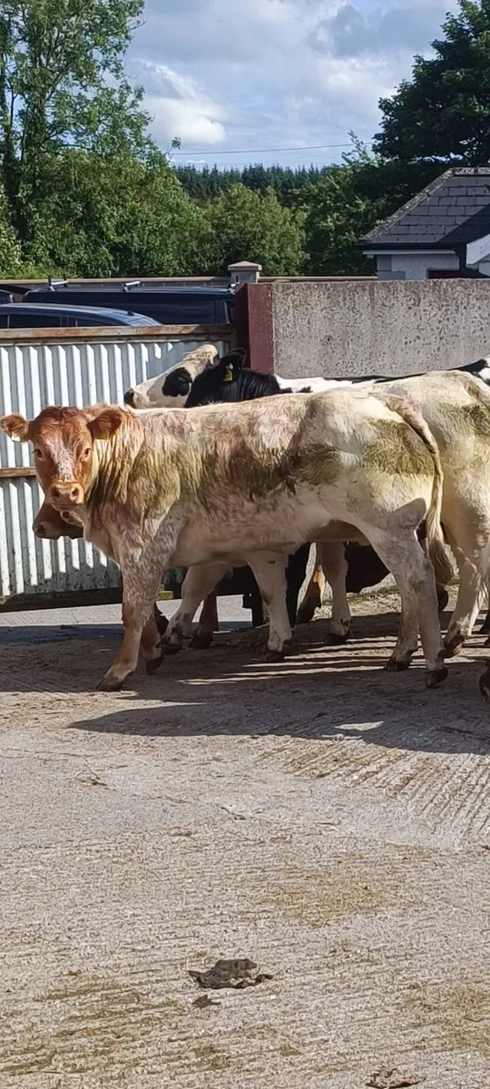 Super roan heifer - Image 2