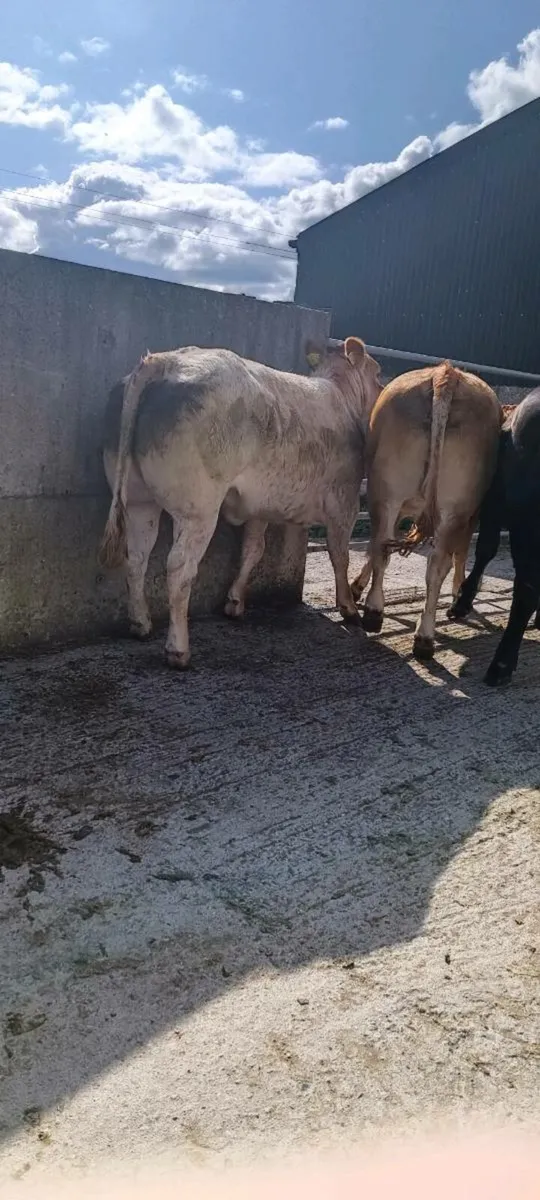 Super roan heifer - Image 3