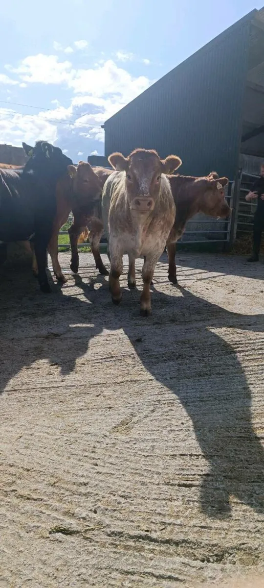 Super roan heifer - Image 4