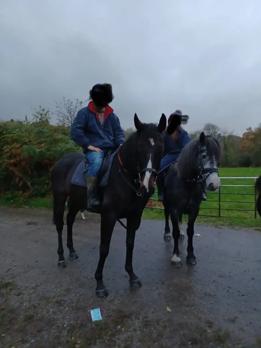 Gelding and mare - Image 3