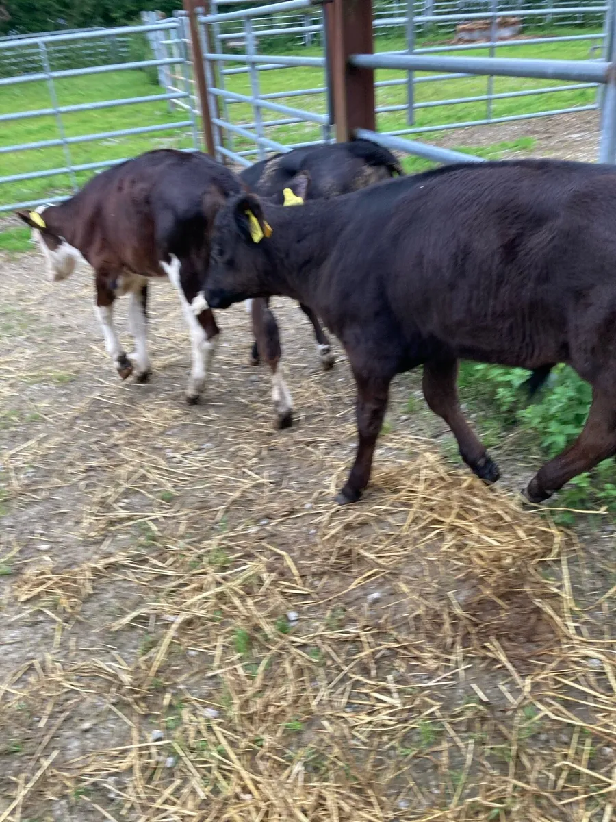 4 SUPER QUAILTY REARED  CALVES HEX/AA 3 MONTHS OLD - Image 1