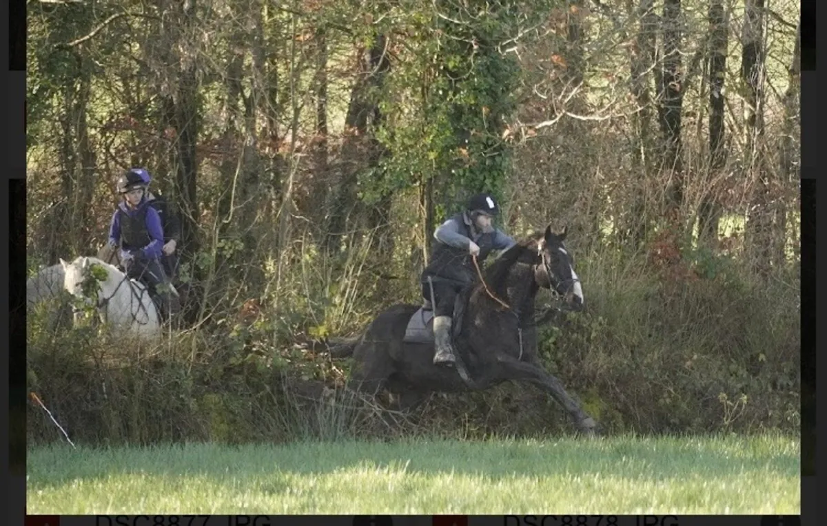 Gelding and mare - Image 1