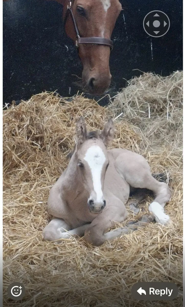 Cremello Stallion - Image 2