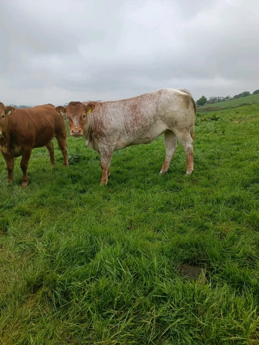 Super roan heifer - Image 1