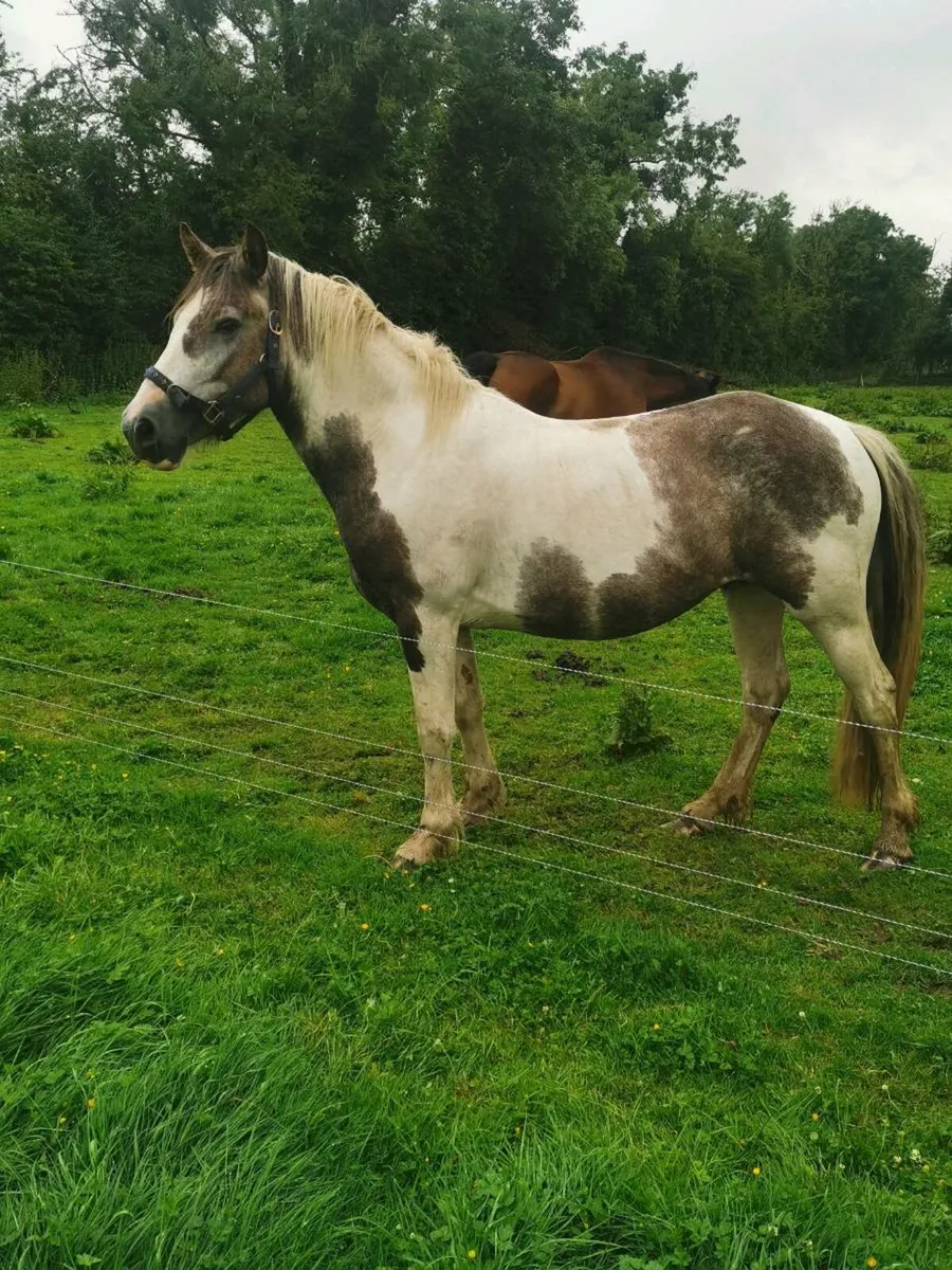 150cm Cob Filly - Image 2