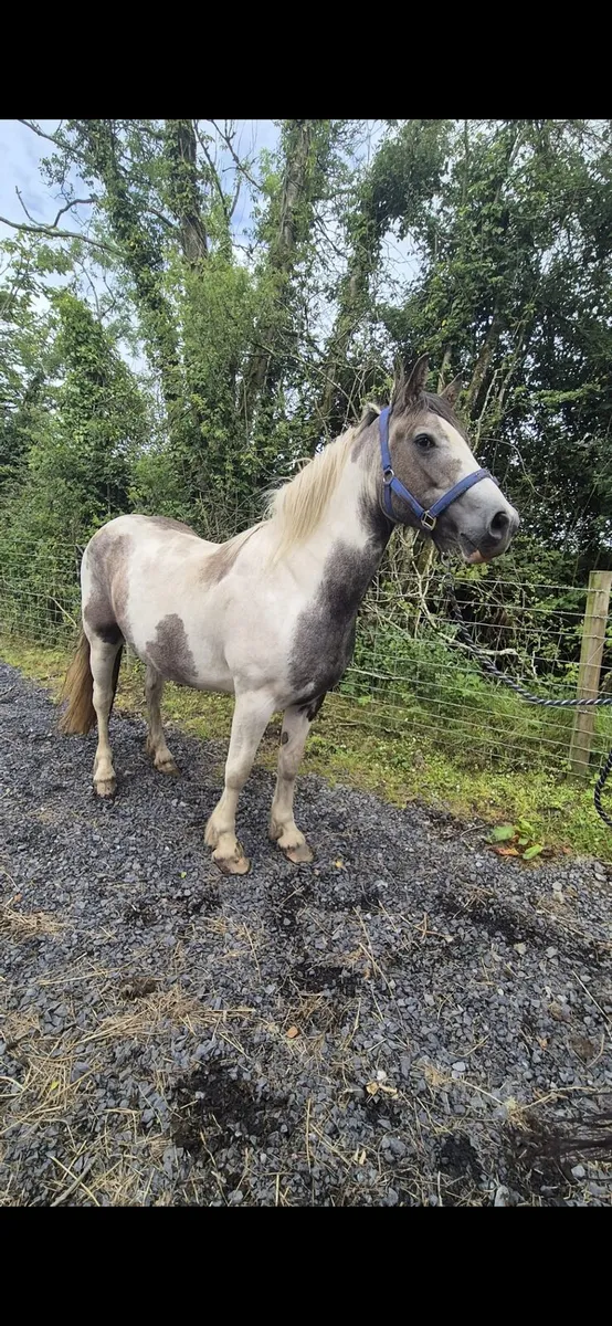 150cm Cob Filly - Image 3