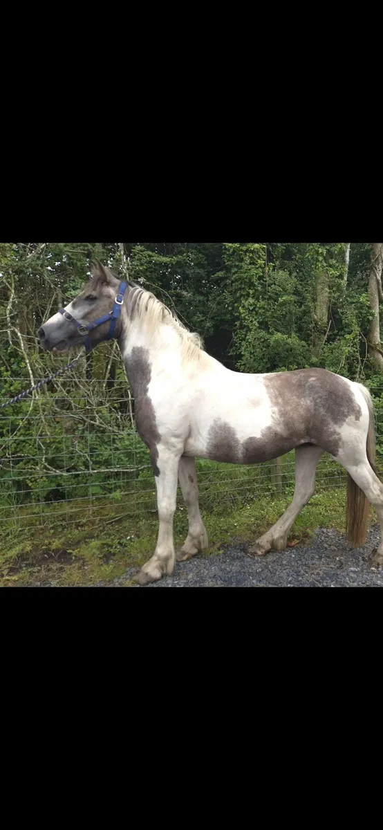 150cm Cob Filly - Image 1