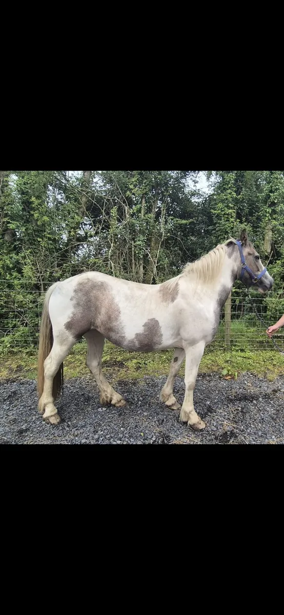 150cm Cob Filly - Image 4