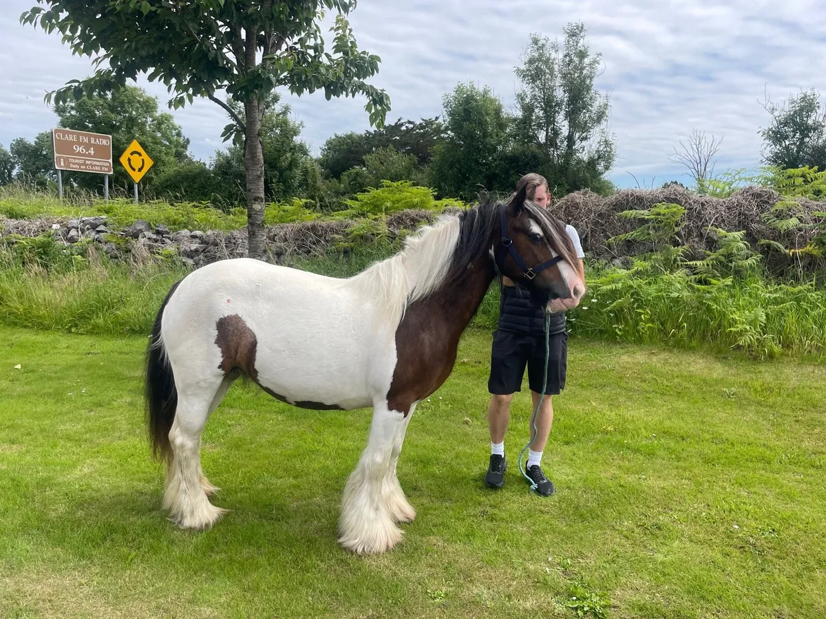 7 year old bay and white mare - Image 1