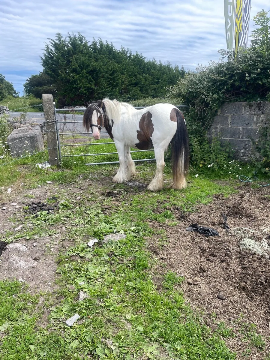 7 year old bay and white mare - Image 3