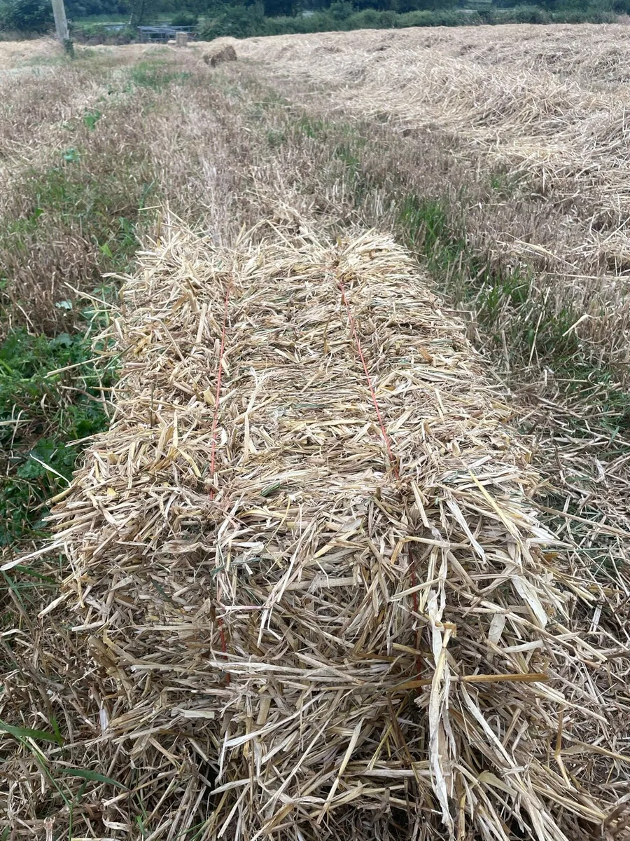 Small square bales of straw - Image 1