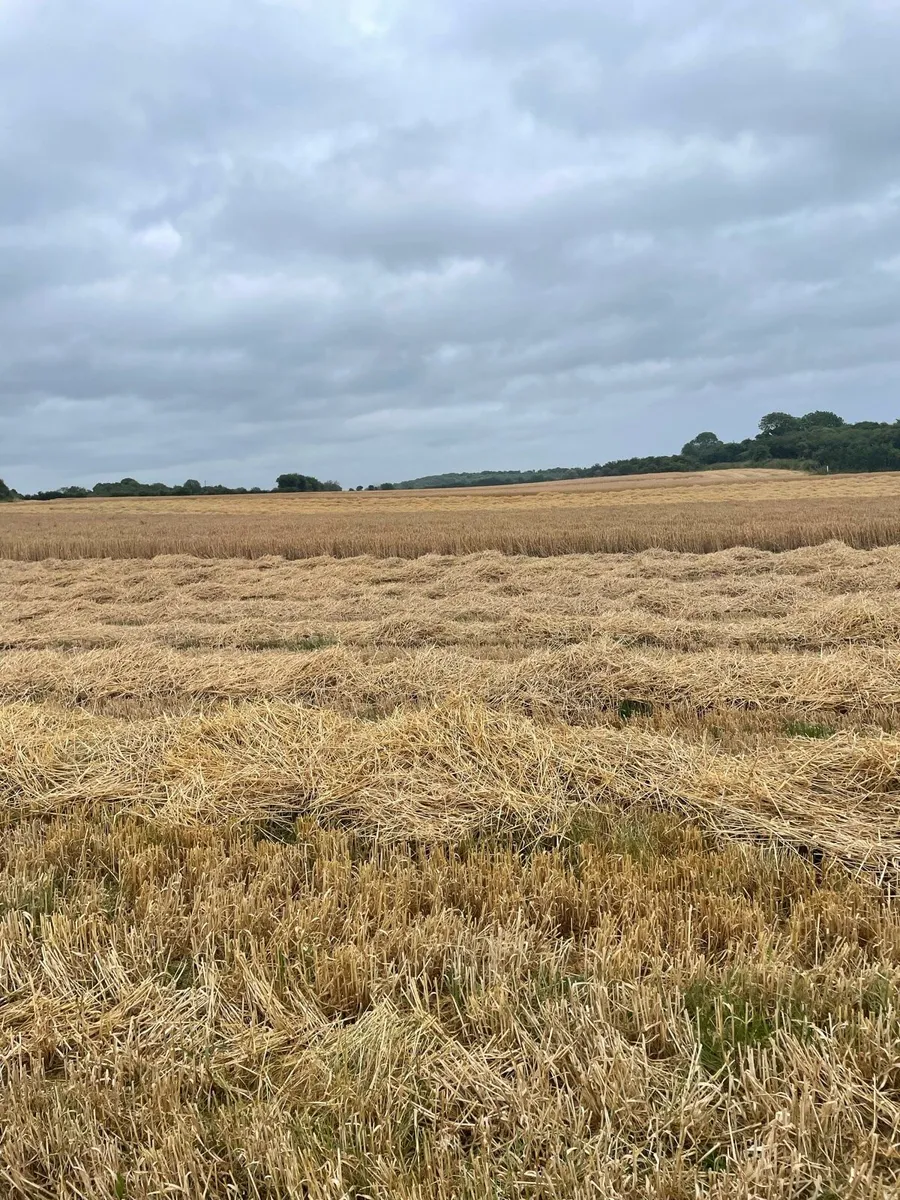 Small square bales of straw - Image 2