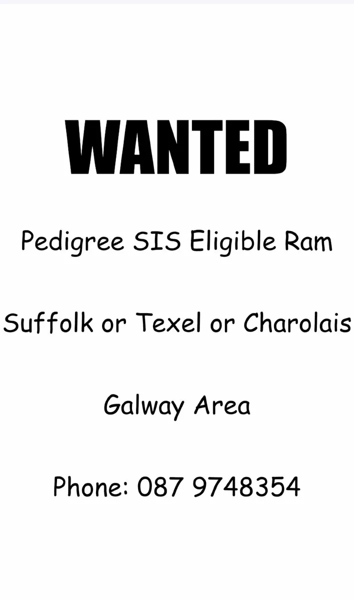 Wanted. SIS Eligible genotyped ram - Image 2
