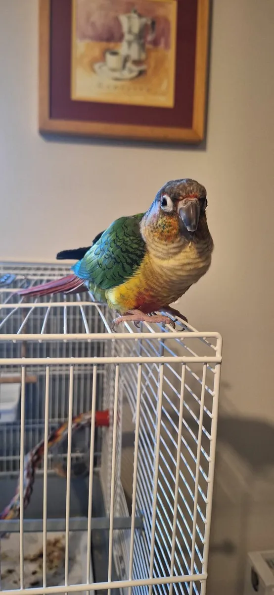 Animal - Image 1