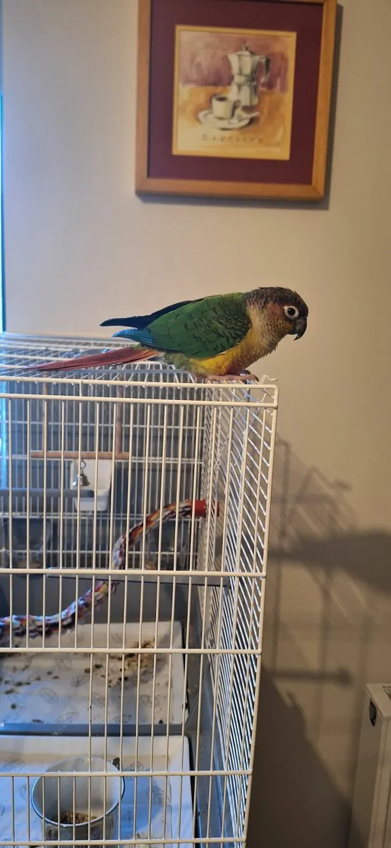 Animal - Image 2