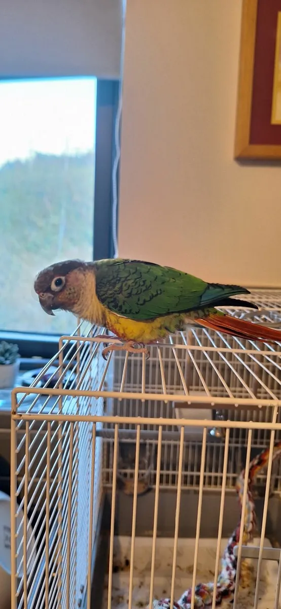 Animal - Image 3