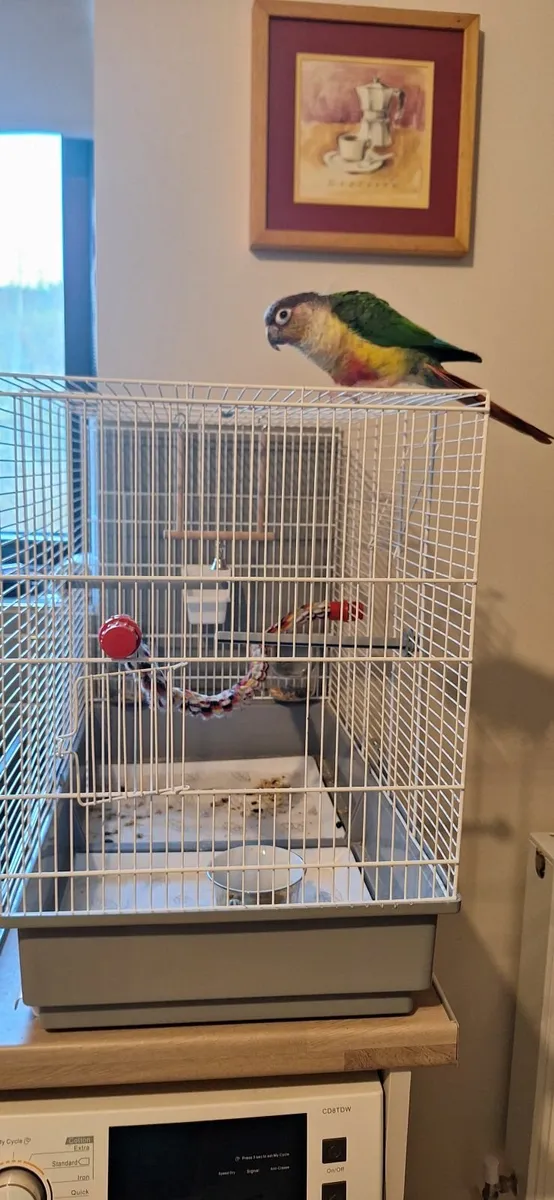 Animal - Image 4