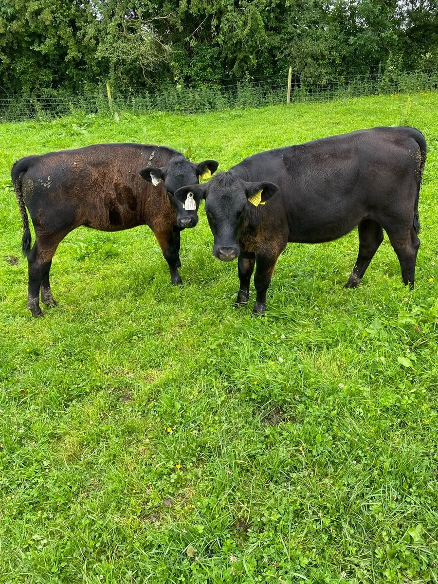 2 Angus Runners - Image 1