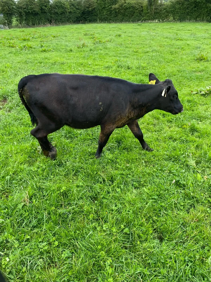 2 Angus Runners - Image 2