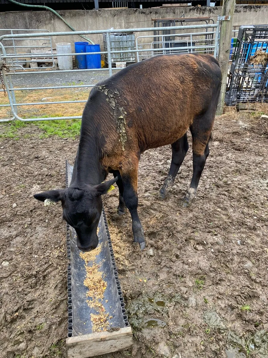 2 Angus Runners - Image 4