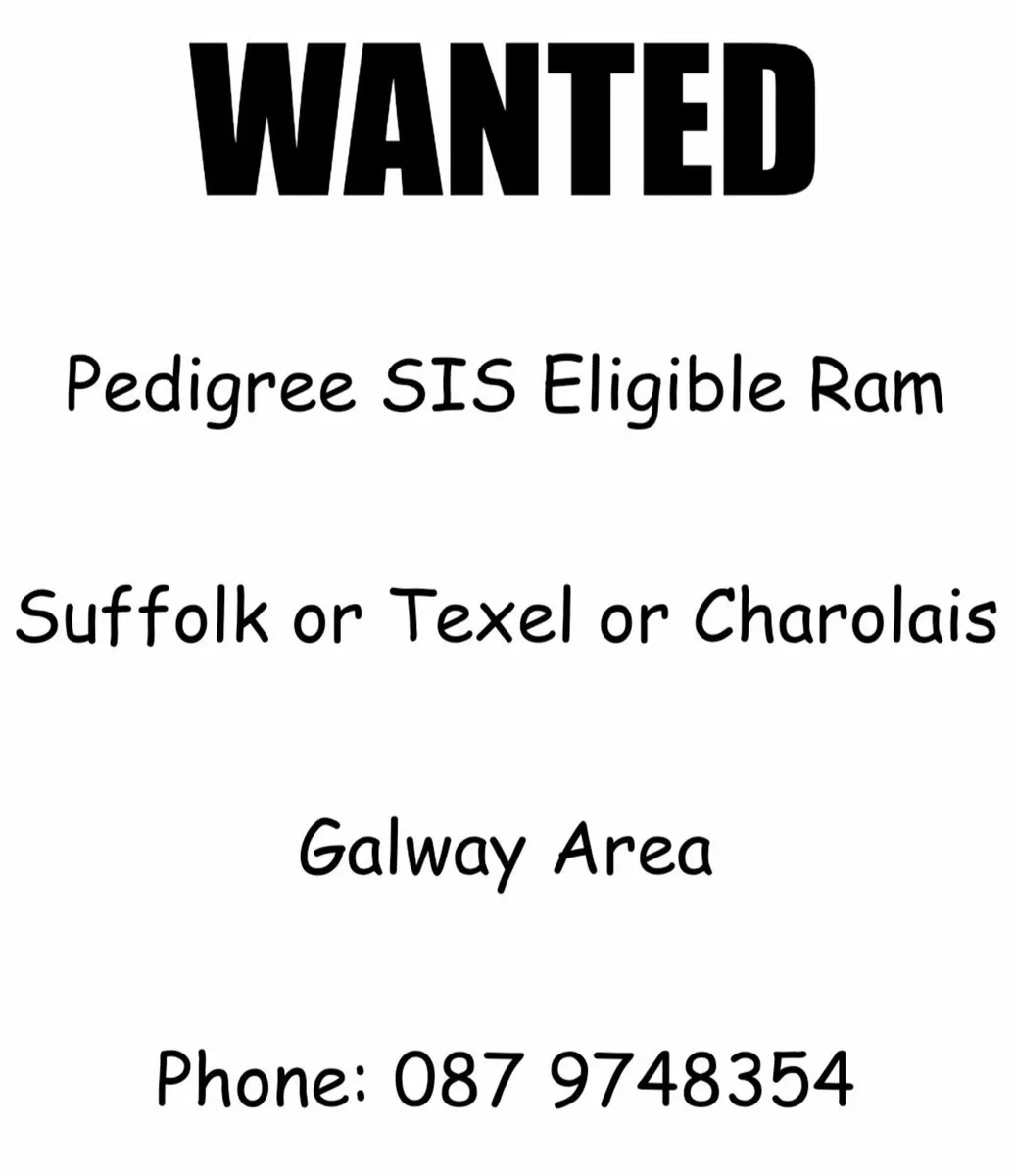 Wanted. SIS Eligible genotyped ram - Image 1