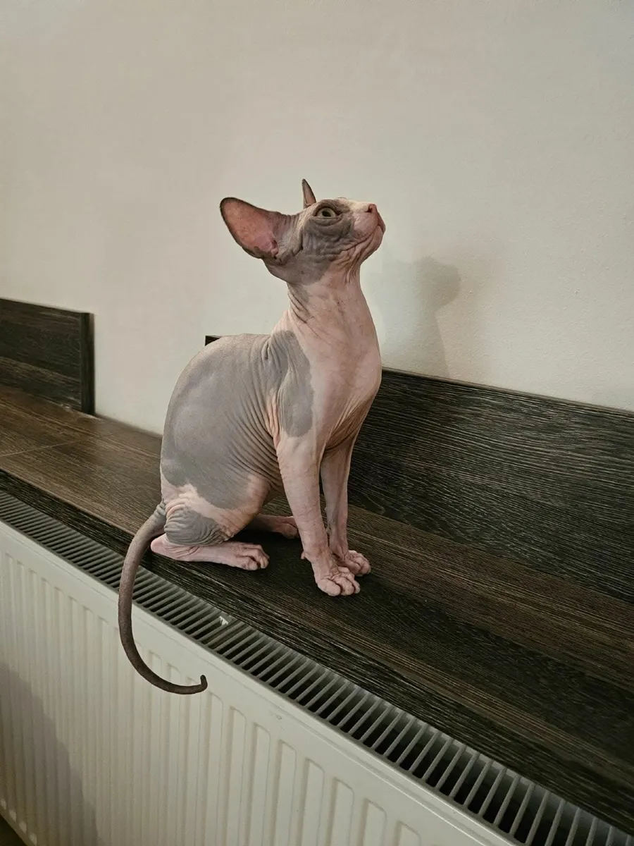 Sphynx - Image 1