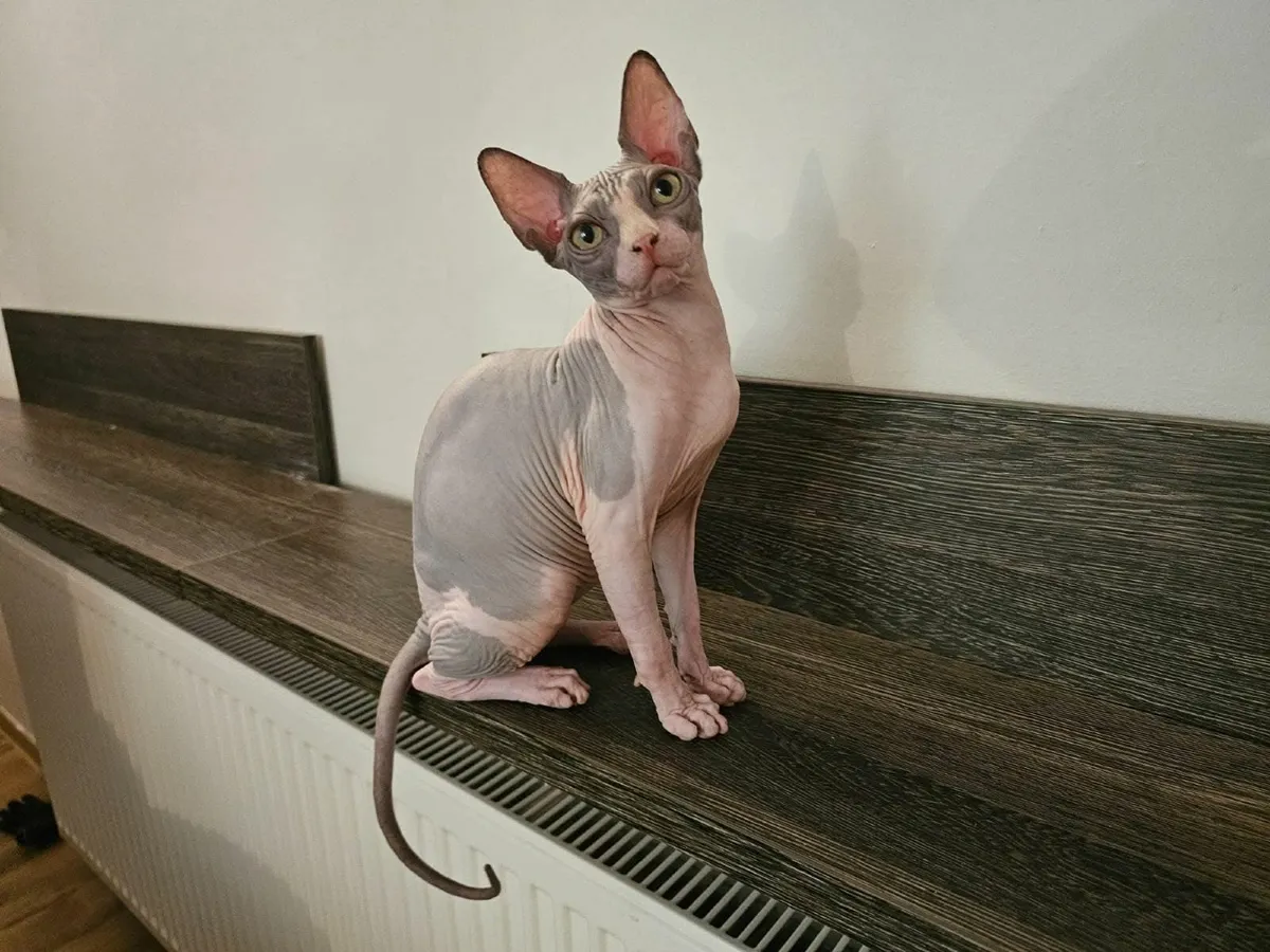 Sphynx - Image 3