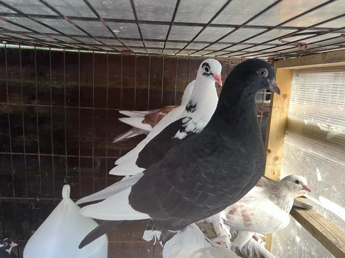 Tumbler pigeons - Image 1