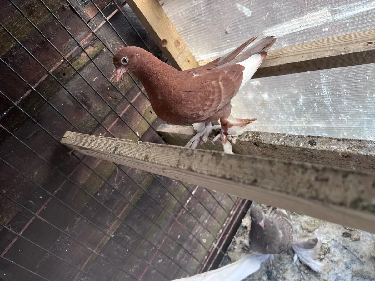 Tumbler pigeons - Image 2