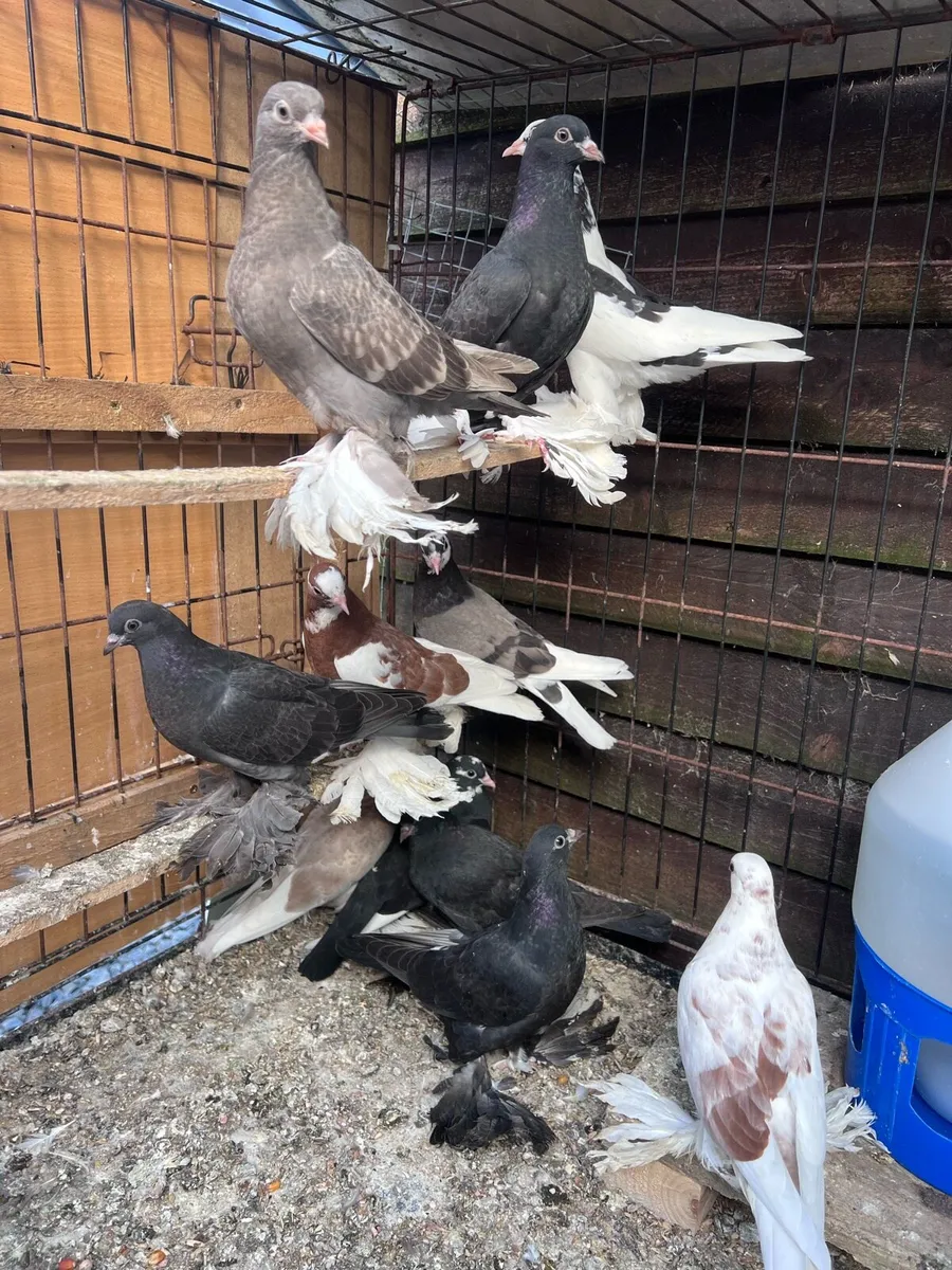 Tumbler pigeons - Image 3