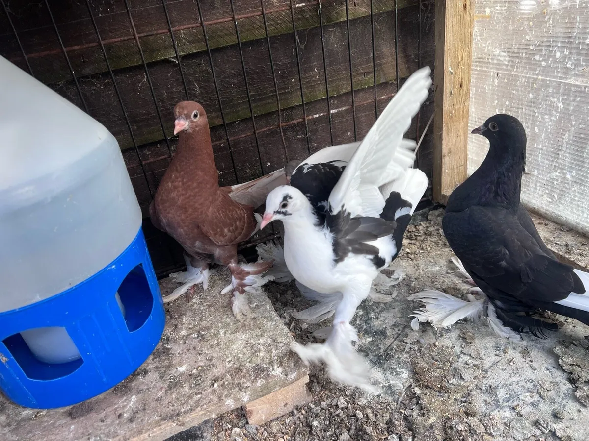 Tumbler pigeons - Image 4