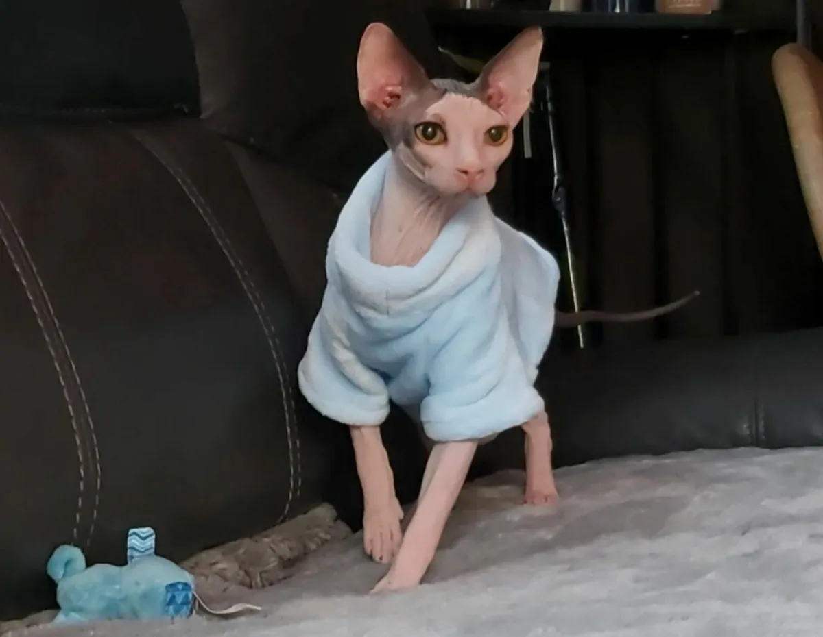 Sphynx Sphinx  kitten (can deliver) - Image 1