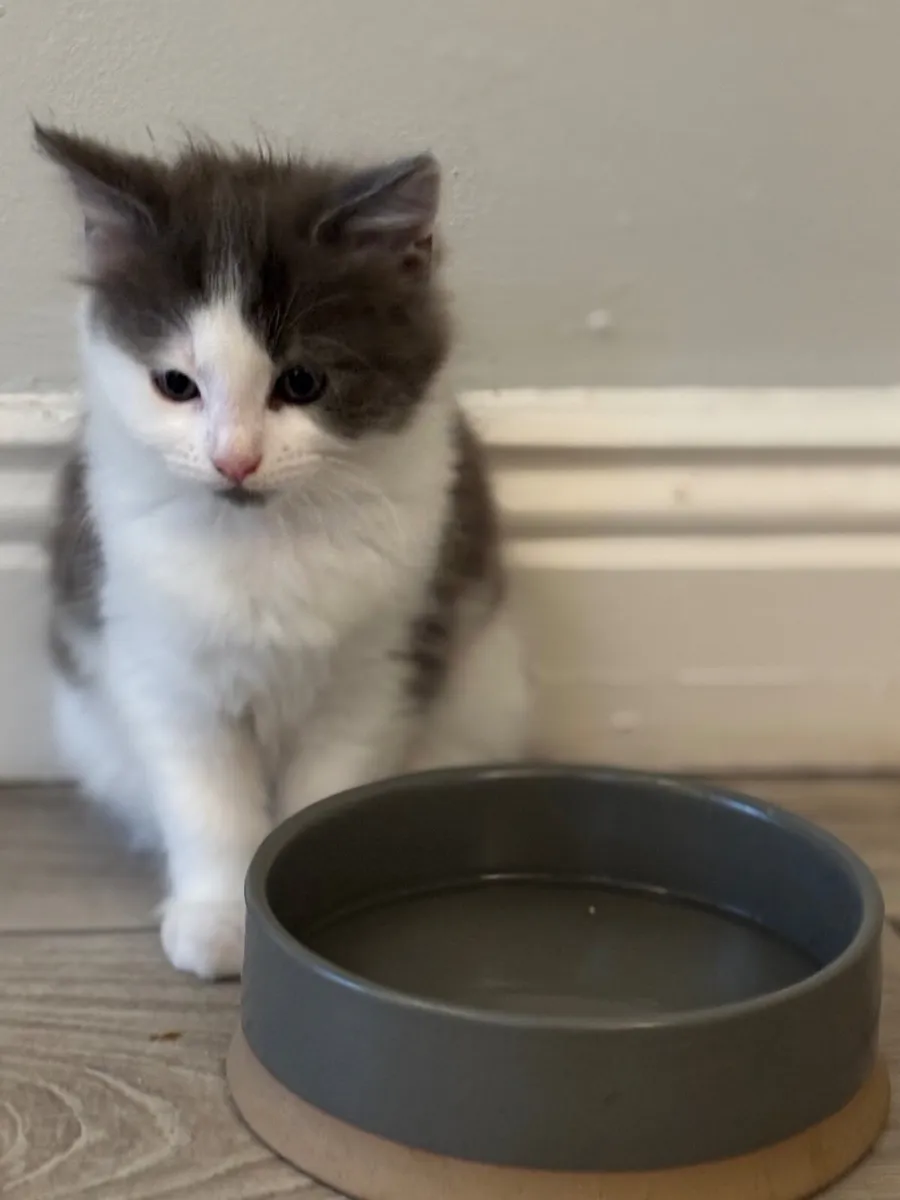 Pets - Image 1