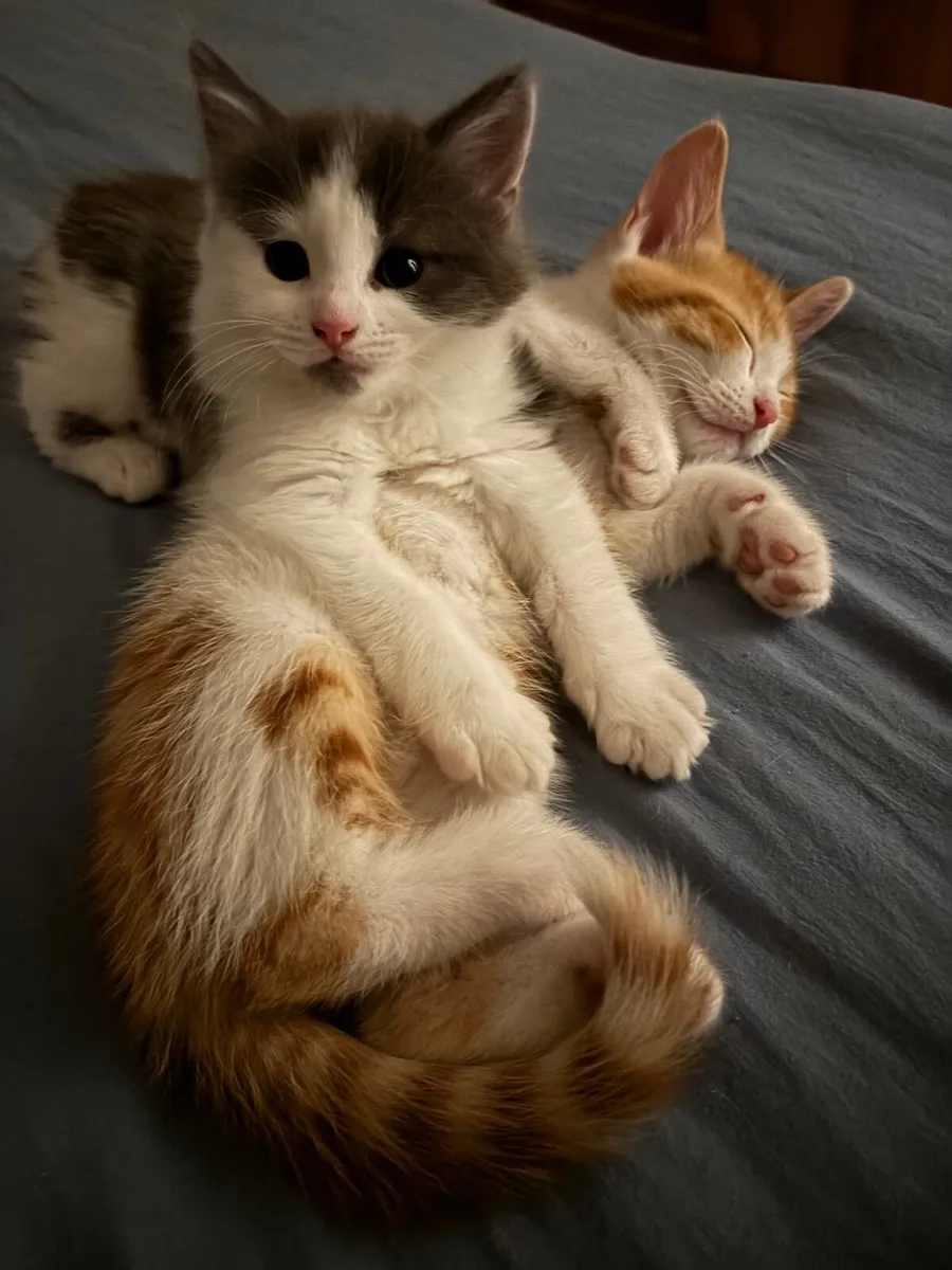 Pets - Image 2