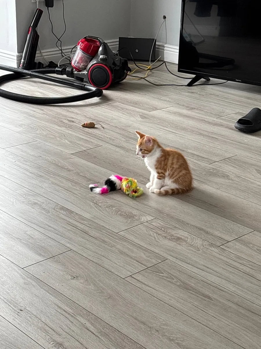Pets - Image 4