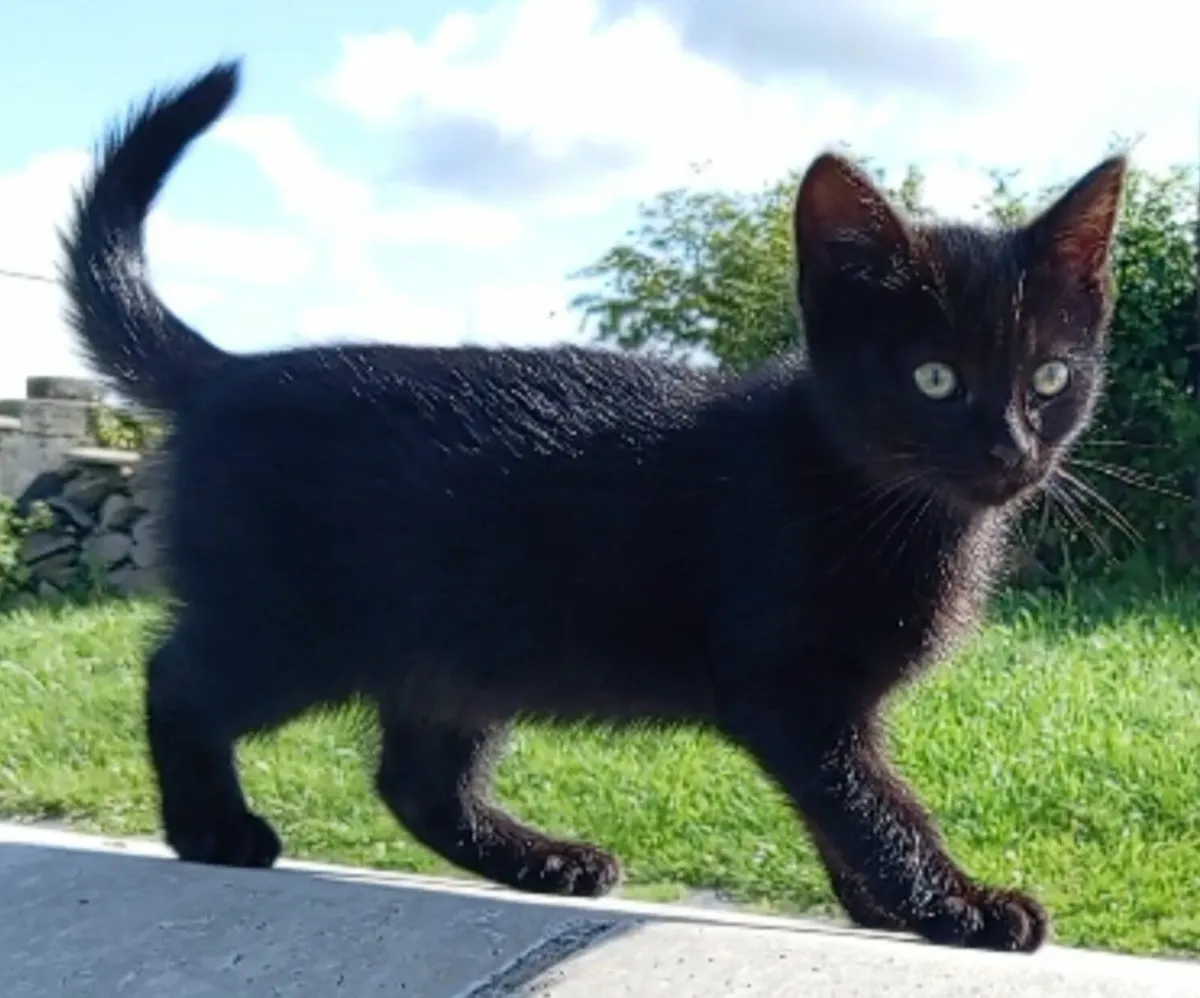 Kittens - Image 1
