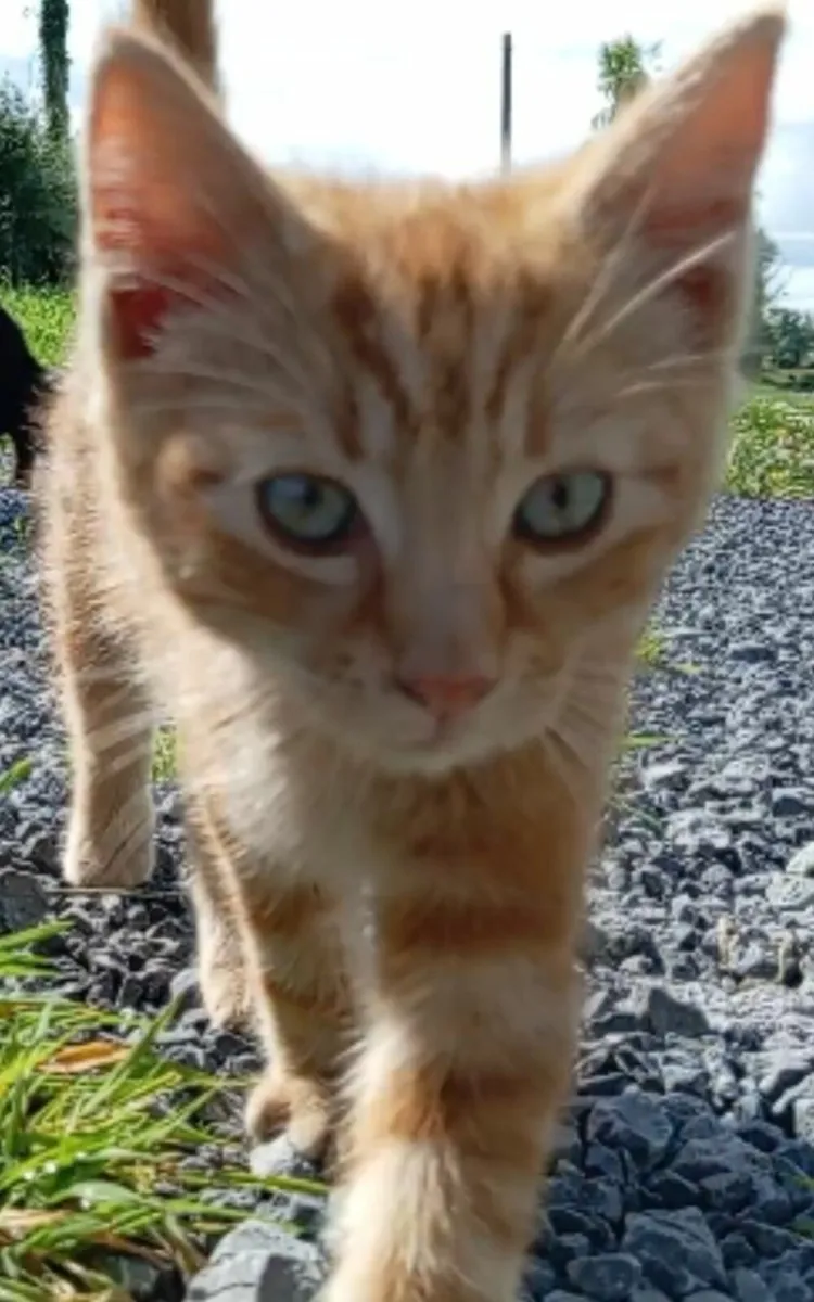 Kittens - Image 2