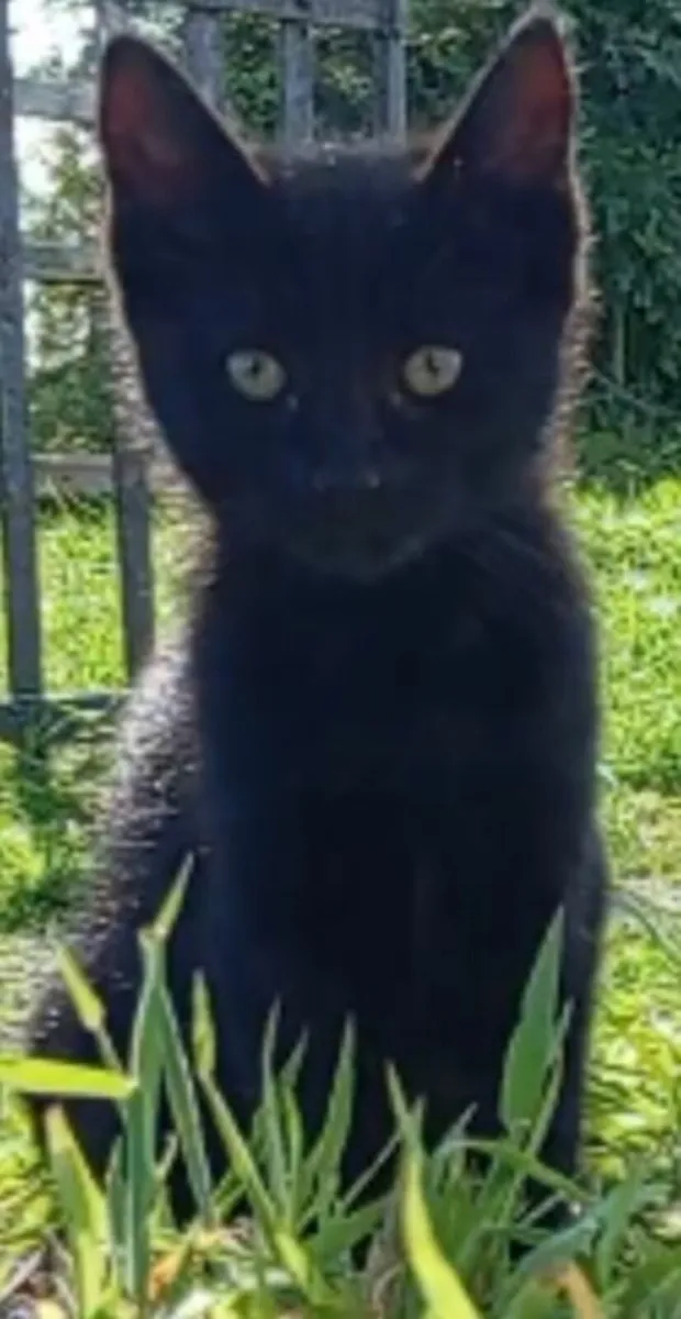 Kittens - Image 3