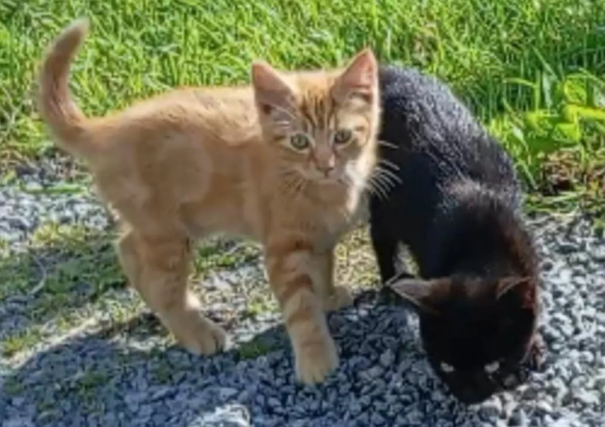 Kittens - Image 4