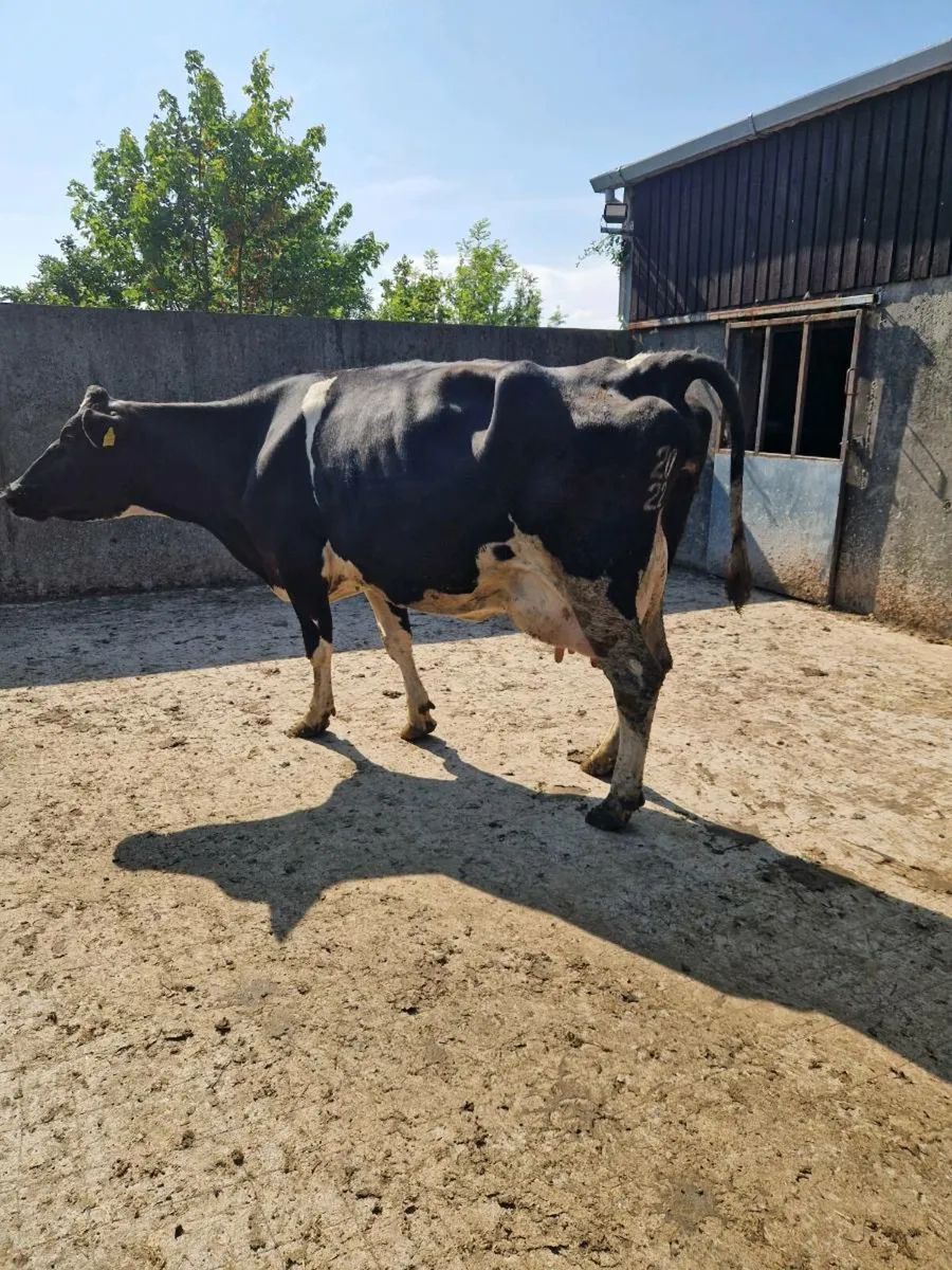 Dairy cows for ssle - Image 1