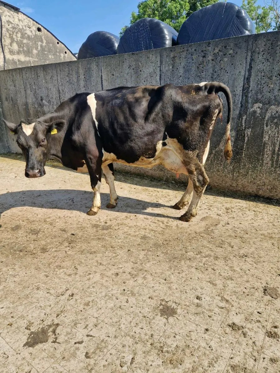 Dairy cows for ssle - Image 2