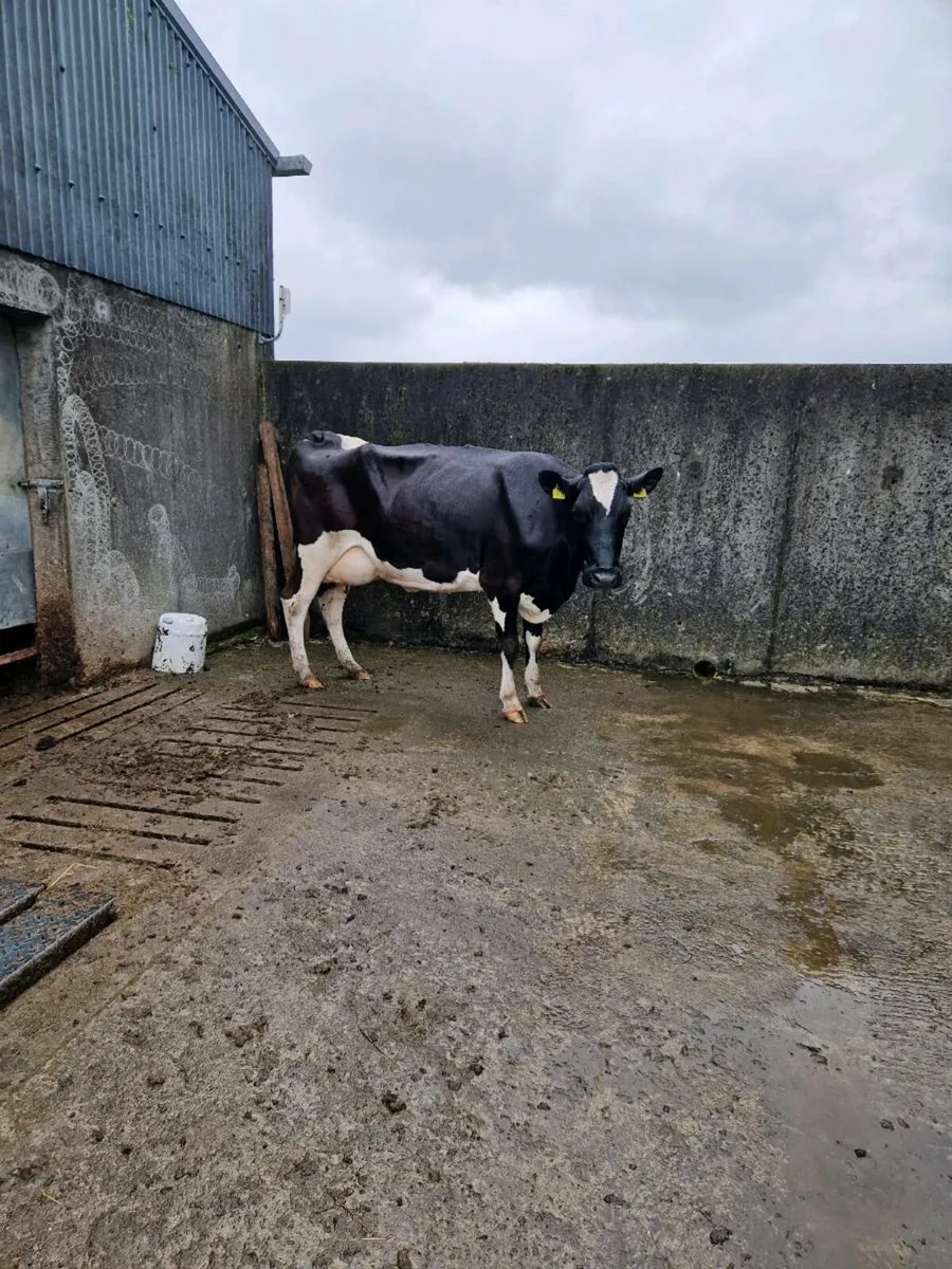 Dairy cows for ssle - Image 3