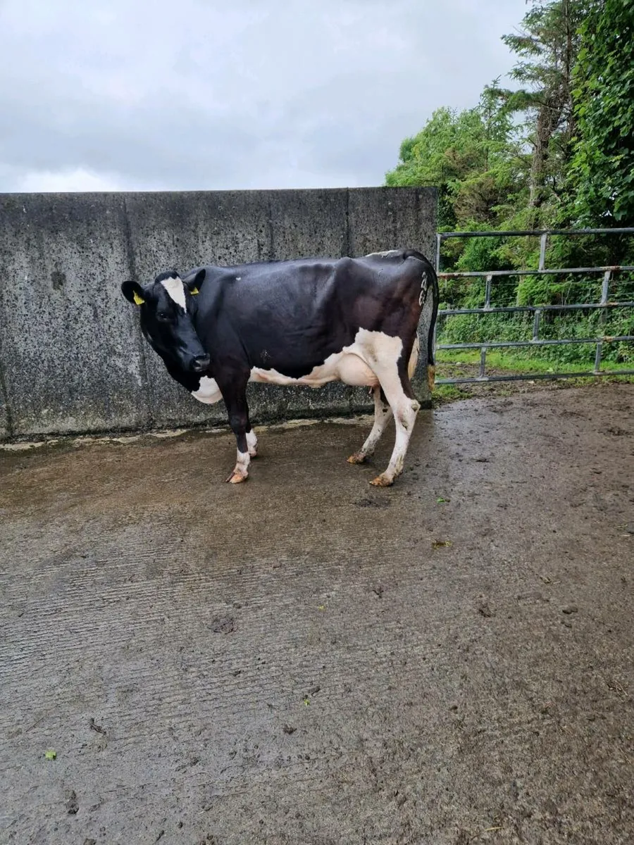 Dairy cows for ssle - Image 4