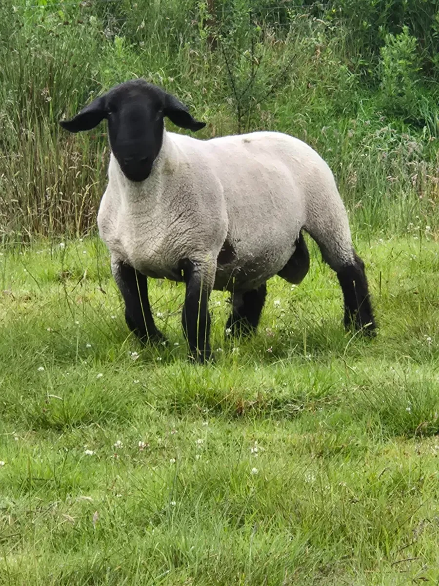 Sheep - Image 1