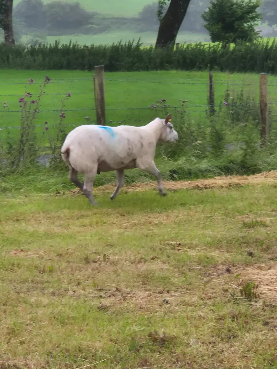 Sheep - Image 2