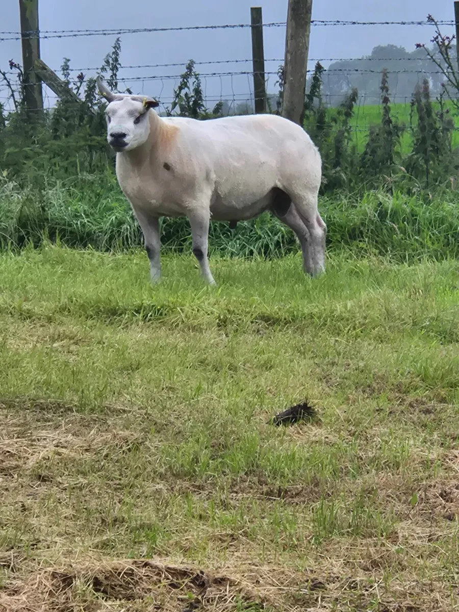 Sheep - Image 3