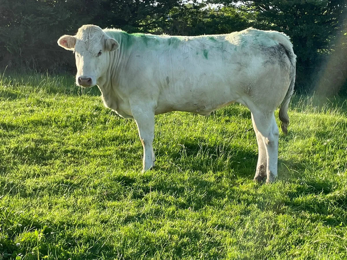 Blonde d'Aquitaine Heifers - Image 2